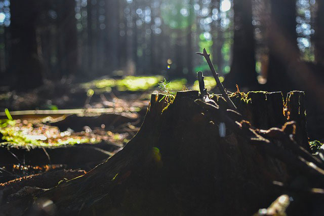 Pénurie de bois